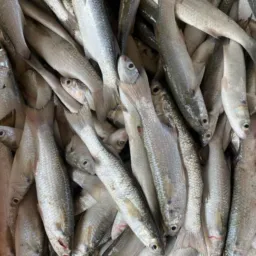 Peixaria WS