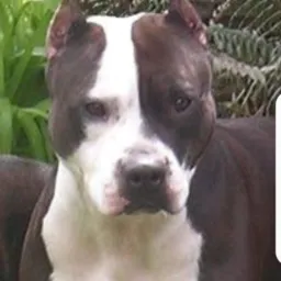 VAI 😈PITBULL 😈RAIVADO