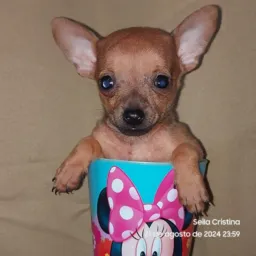 Criadores de Pinscher Juina