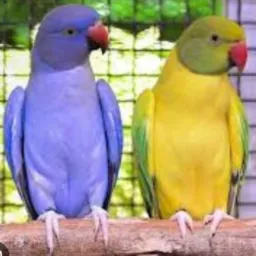 PETS SÓ AVES MINAS 1