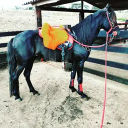 Vendas & Catiras  🐎🐄👨‍🌾🤠