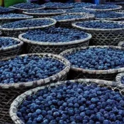 Grupo de Açaí 🤩