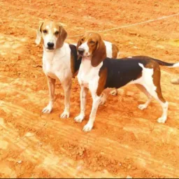 Cães de caça