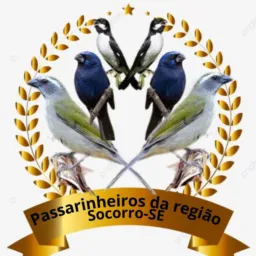 Passarinheiros da região 🦅🐦⬛🦜