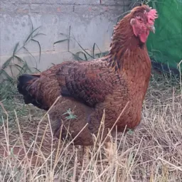 🐔GSB OFICIAL DO BRASIL🐔