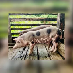 Rifa valendo uma leitoa 🐖