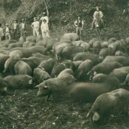 Suínocultura QG e região 🤠🐷🐗🐖