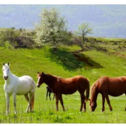 🐎🐎 SÓ CAVALOS 🐎🐎