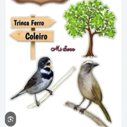 Viciado em pássaro 2 cariacica