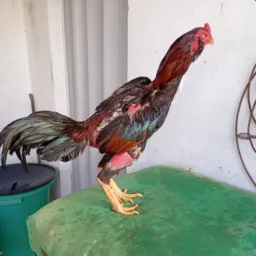 Criatório o canto do galo