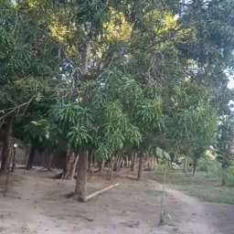 Grupo da aldeia Mangal 3 2026🦜🥭
