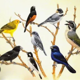 Passarinheiros🐦‍⬛sitio cercado.