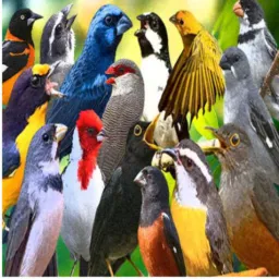 FEIRA DO ROLO AVES EM GERAL