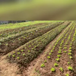 SELMA HORTICULTURA 🍃🥒🥬🫑🌶️