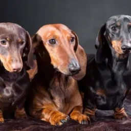 Grupo de triagem, Venda de Dauchund conhecido como Tekel salsicha, e outras raças.🐕🐩🐕‍🦺