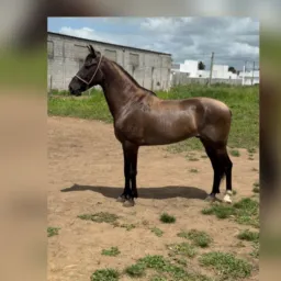 Ação do Quebruto do Cavaleiro filho do Amado Ipê ‼️