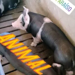 🐷 Máfia dos porcos, Só os Top (Manejo e vendas granja Peru)