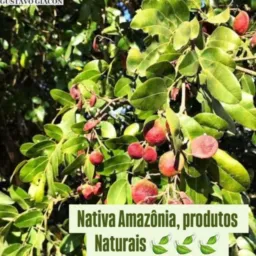 🥦Óleos Curativos Mata 🥦Viva🥦100% Naturais