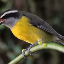 VENDA E TROCA DE PÁSSAROS MACEIÓ 🐦‍⬛💰