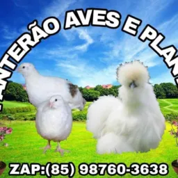 GRUPO DE RIFAS PANTERÃO