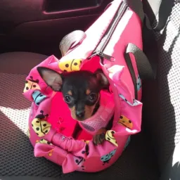 Grupo  de pets Rio Verde e toda região de Goiás