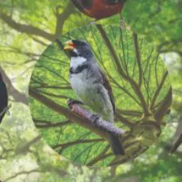 AÇÃO TROPICAL 2 . FILHO DO TAXIZINHO