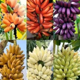 frutas e verduras da  região 🍉🍉🫑🫑🫛🫛🌾🌾🍍🍍🌽🌽🥒🥒🥬🥬🫒🫒🥑🥑🌱🌱