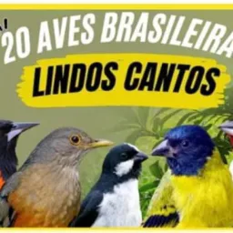 Grupo de pássaros de Niterói