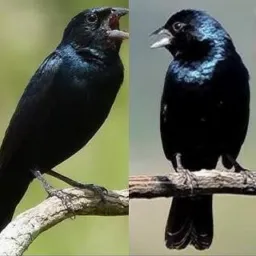 🐦⬛Tiziu Canto Selvagem✓