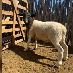 RIFA DE UM BORREGO DORPER 🔥🐑