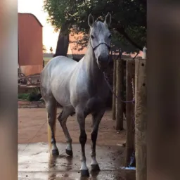 Compra e Venda de QM 🐎