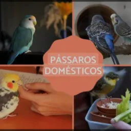 Canaricultura, Aves domésticas, Exóticas e Aquarismo-BA🐣🦆🐠