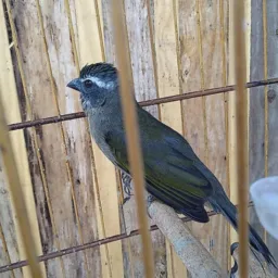 Pássaros de Joinville