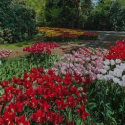 Plantas e jardinagem 🌷