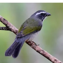 Os defensores da fauna