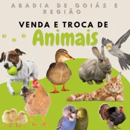 VENDA | COMPRA| TROCA de Galinhas, aves e animais em geral 🐔🐥🦚🦃🐑🐄🐎🪿🦆🐖