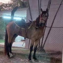Rancho Pegasus