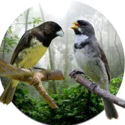 AMIGOS DOS COLEIROS🐥🐥🐦🐧🐧🐧