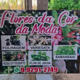 Venda de flores 🌼