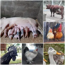 Suinos, bovinos, aves, venda ou troca.