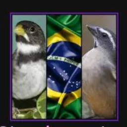 😍AVES PAIXÃO NACIONAL😍