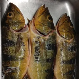 Vendas de peixe 🐠