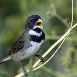 pássaros  019 americana🐦‍⬛🐦‍⬛🐦‍⬛