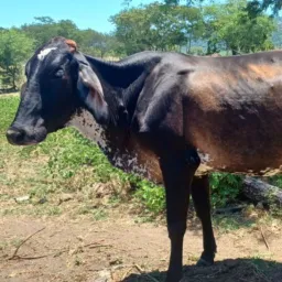 Rifa Fazenda Texeira