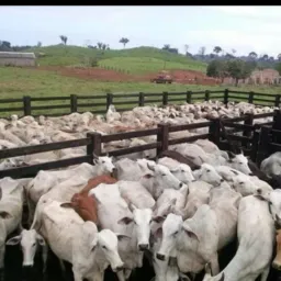 Vila Mocotó (Topa Tudo) 🏧erre as as