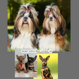 Grupo de vendas cachorros