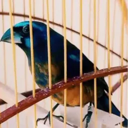 SORTEIO AZULAO PARDO FICANDO AZUL PASSARINHO DE CRIATORIO DOIS ANEIS CANTO PARANA UM LUXO