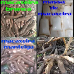 Grupo de macaxeira do vando ✌️