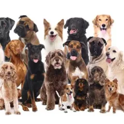GOLDEN RETRIEVER & VARIAS RAÇAS DE CÃES