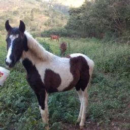 🐴🐴S.H.M.S Assessoria 🐴🐴
